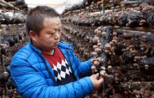 【网络媒体走转改】铜仁职院用科技支撑木弄村绿色香菇生产