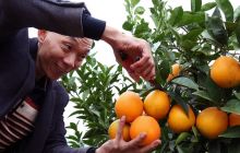 【网络媒体走转改】德江县潮砥镇发展脐橙加快脱贫攻坚步伐