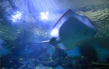 万山区九丰极地海洋馆开业