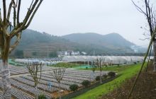 德江新场村食用菌生产基地场面引人注目