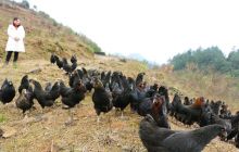 【网络媒体走转改】德江煎茶镇连英绿壳山鸡走俏