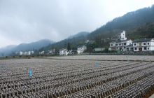 行摄德江县新场村黑木耳基地