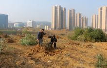 德江县林业局对城区空地进行绿化