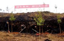 碧江区开展全域绿化义务植树活动