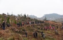 松桃举行全民义务植树活动
