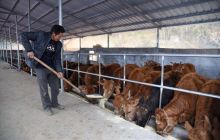 松桃县冷水溪镇建生态养牛场带领群众脱贫致富