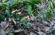 鸡养森林 漫山寻蛋