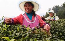 印江:“中国名茶之乡”春茶开采