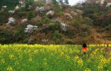 “踏青春天里·醉美樱桃花”铜仁路腊野樱花观光月活动