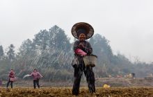 松桃:趁春光  种丹参