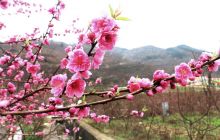 德江高家湾春来花正艳