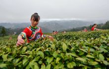 松桃:高山云雾茶开采