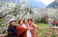 南庄李花开，游客八方来