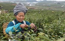 松桃:苗乡茶农忙采明前茶