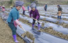 松桃:中药材园区农事忙