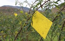 德江稳坪:1.7万亩花椒长势喜人