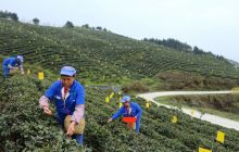 德江合兴镇1.5万亩茶园进入全面采摘期