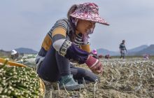 松桃:人勤春来早 田间地头忙