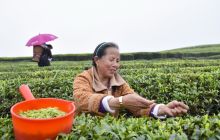 松桃:茶农采茶助增收