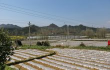 煎茶镇现代烟草农业示范基地