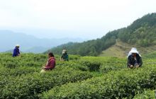 德江县楠杆乡长远村民正在采摘春茶