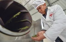 松桃:园区茶农采茶助增收