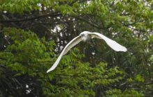 白鹭筑巢进苗家