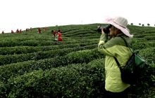 石阡县摄协龙塘大屯万亩茶园采风剪影