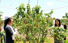 思南塘头樱桃熟了