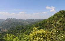 德江:着力打造天麻生态牌