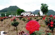 德江煎茶华晨花卉苗木产业园一期基本完工