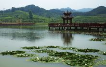 煎茶“水乡”新颜