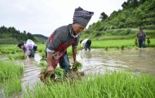 松桃:农民忙栽优质秧