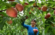 桃子熟了 果农笑了