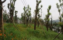 德江煎茶华晨花卉苗木产业园建设如火如荼