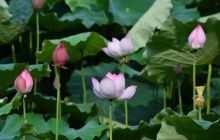 松桃马安村—生态美，百姓富