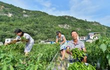 松桃中坪:蔬菜产业见效快