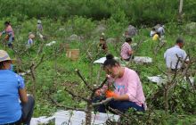 德江稳坪镇花椒产业迎来第一个丰收年