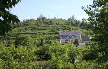 德江县枫香溪核桃开始挂果了