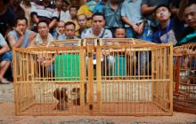 玉屏县铁家溪村开展“土王戊”赶坳活动