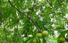 德江大岩角空心李丰收了