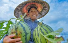 长兴堡镇西瓜成熟农民乐