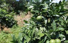 德江县长堡镇脐橙丰收在望