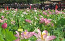 苗寨荷花醉游客