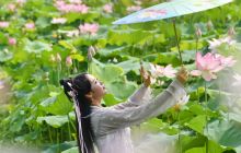 荷花趣