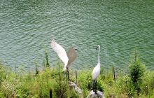 行摄白鹭湖国家湿地公园