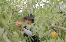 玉屏首届黄桃节采摘活动