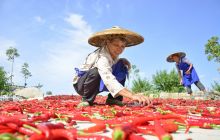 印江辣椒大丰收 农民采摘忙