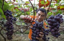 德江县龙泉乡的葡萄熟了