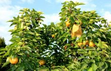 思南塘头将举办黄金梨生态水果品鉴会